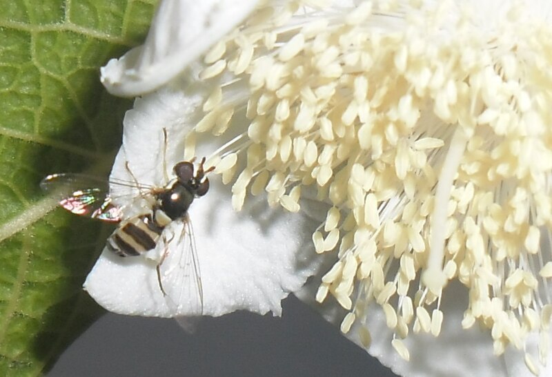 polinizador_silfido
