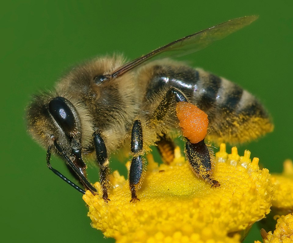 Apis_mellifera_Western_honey_bee