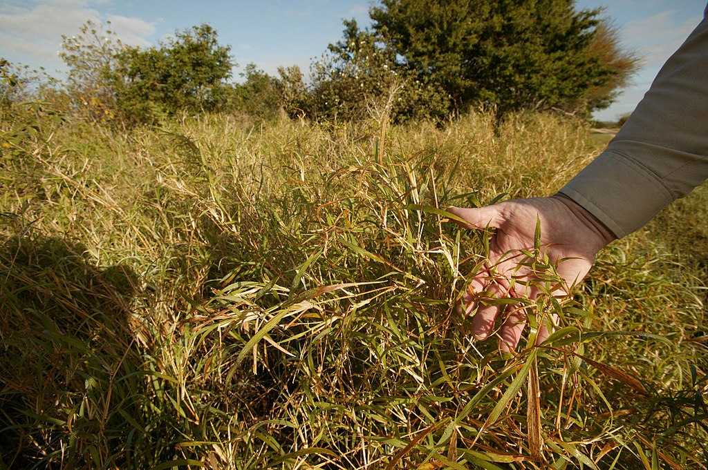 Buffle_Grass,_an_invasive_species_