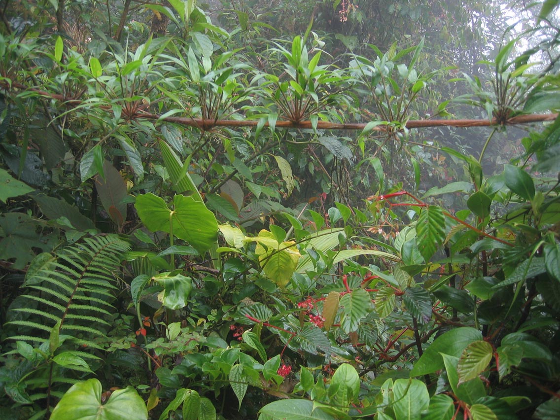 DirkvdM_cloudforest-jungle
