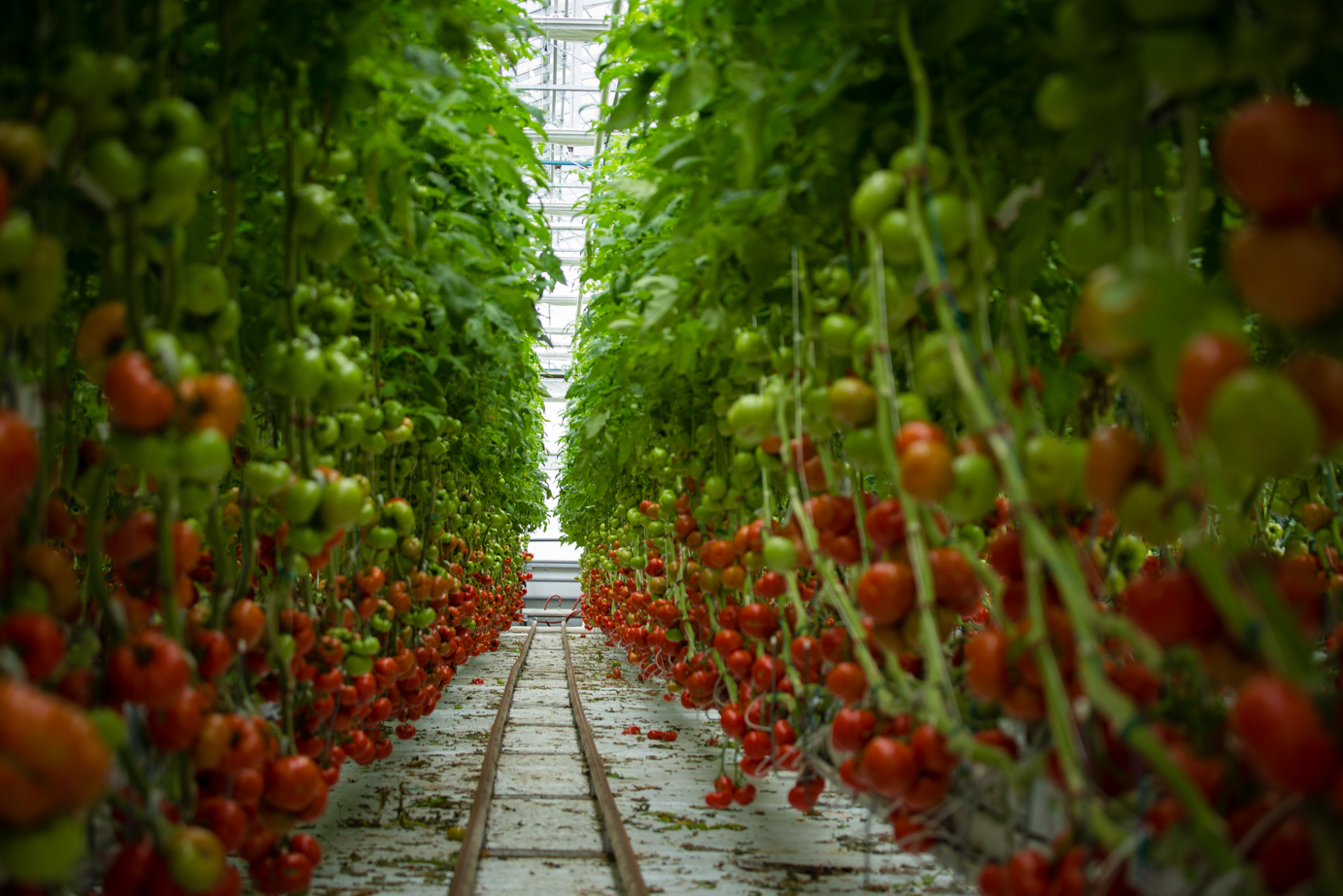 Lufa_Farms_Tomato_Row