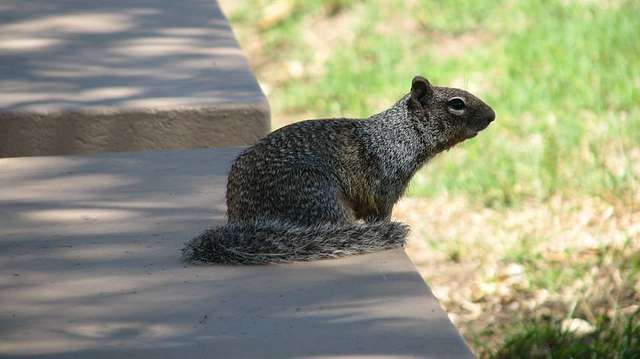 squirrel-park