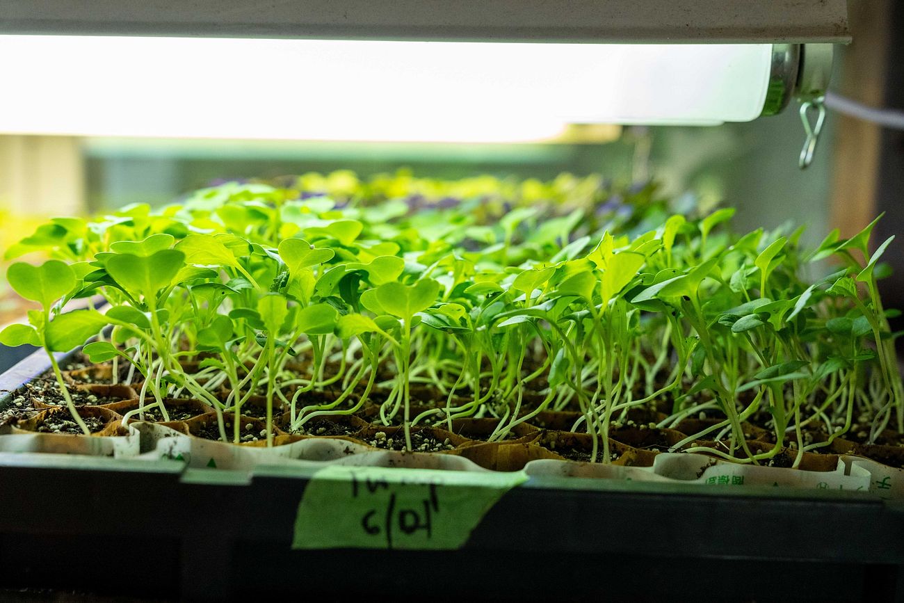 Seedlings tray, farming, agriculture. Original public domain image from Flickr